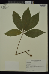 Aesculus pavia var. pavia image