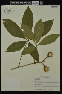 Aesculus pavia var. pavia image