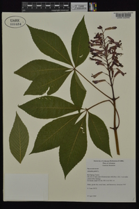 Aesculus pavia var. pavia image