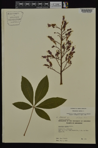 Aesculus pavia var. pavia image