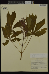 Aesculus pavia var. pavia image