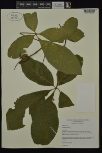 Aesculus pavia var. pavia image