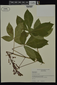 Aesculus pavia var. pavia image
