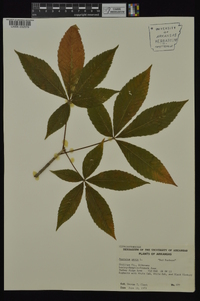 Aesculus pavia var. pavia image