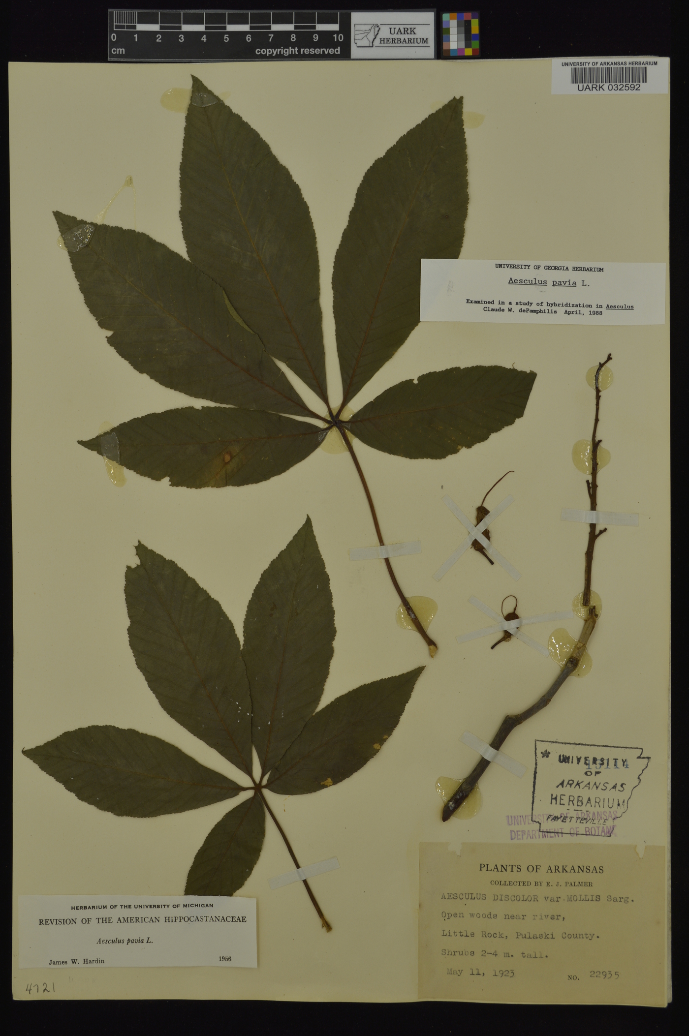 Aesculus pavia var. pavia image