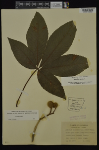 Aesculus pavia var. pavia image