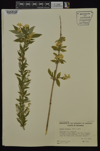 Deutzia gracilis image