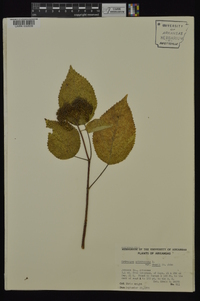 Hydrangea arborescens var. deamii image