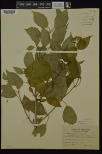 Hydrangea arborescens var. deamii image