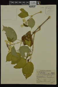 Hydrangea arborescens var. deamii image