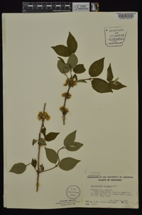 Philadelphus hirsutus image