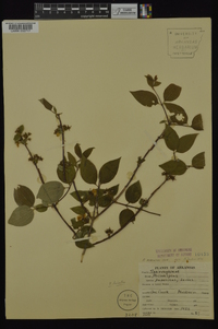 Philadelphus hirsutus image