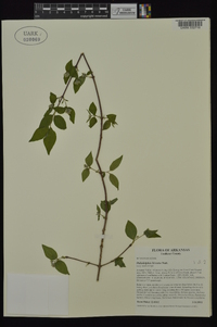 Philadelphus hirsutus image