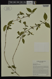 Philadelphus hirsutus image