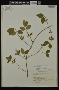 Philadelphus hirsutus image