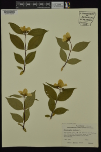 Philadelphus inodorus image