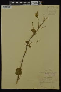 Philadelphus pubescens image