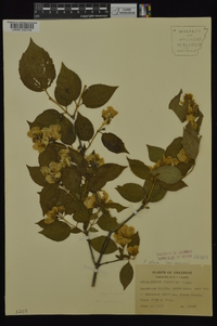 Philadelphus pubescens image