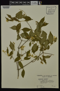 Philadelphus pubescens image