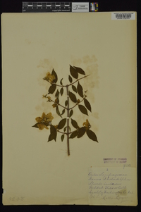 Philadelphus inodorus image