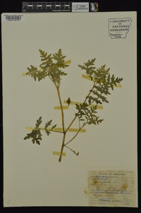 Ellisia nyctelea image