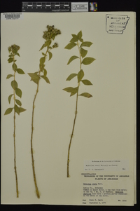 Hydrolea ovata image