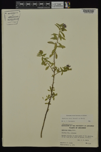 Hydrolea ovata image