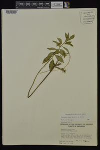 Hydrolea ovata image