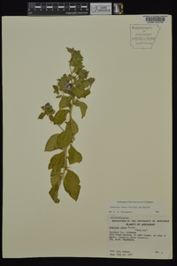 Hydrolea ovata image