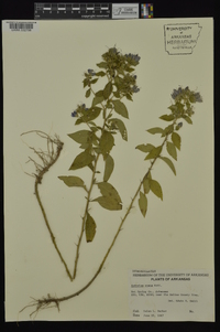 Hydrolea ovata image