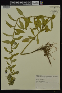 Hydrolea ovata image