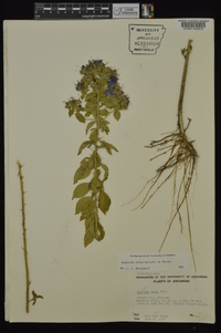 Hydrolea ovata image