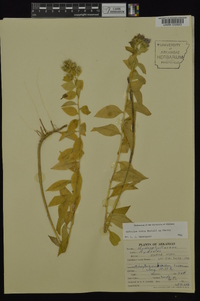 Hydrolea ovata image