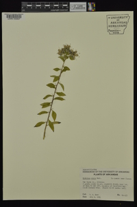 Hydrolea ovata image