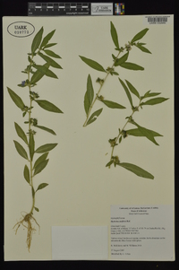 Hydrolea uniflora image