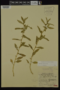 Hydrolea uniflora image