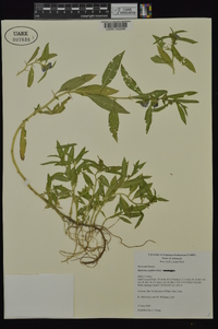 Hydrolea uniflora image