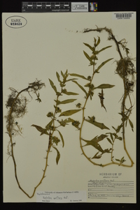 Hydrolea uniflora image