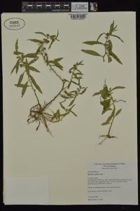 Hydrolea uniflora image