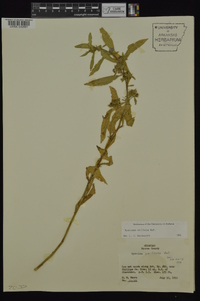 Hydrolea uniflora image