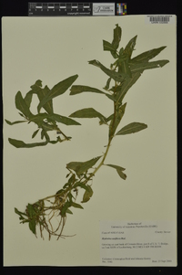 Hydrolea uniflora image