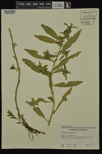 Hydrolea uniflora image