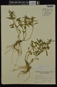 Hydrolea uniflora image