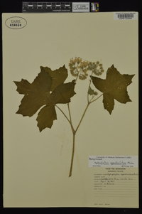 Hydrophyllum appendiculatum image