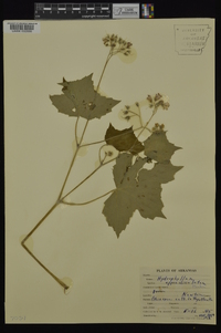 Hydrophyllum appendiculatum image