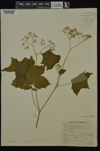 Hydrophyllum appendiculatum image