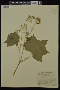 Hydrophyllum appendiculatum image