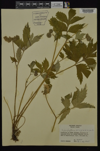 Hydrophyllum virginianum var. virginianum image