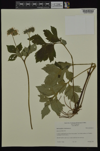 Hydrophyllum virginianum image