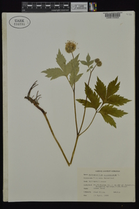 Hydrophyllum virginianum image